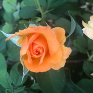 Meet your Posher, Kathleen